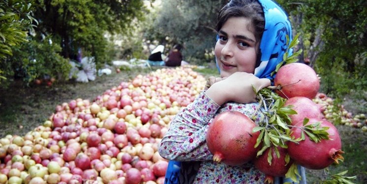 بهترین انارهای کشور ارمغان باغات جلفا/ برداشت۴۸۰۰ تن  انار ارگانیک