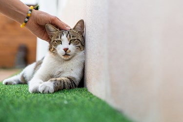 موزه ای برای گربه های ایرانی