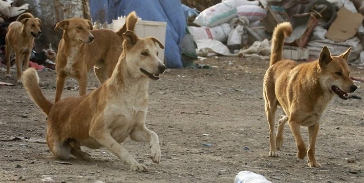 بساط سگ‌های ولگرد از بوشهر جمع می‌شود