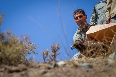 رهاسازی پرندگان شکاری توسط محیط بانان در ارتفاعات البرز