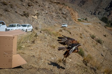 رهاسازی۴ عقاب بزرگ از گونه عقاب طلایی و مارگیر پس از تیمار و احیاء در ارتفاعات البرز