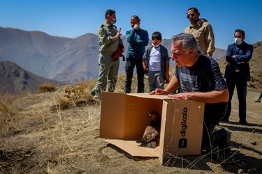 رهاسازی پرندگان شکاری توسط محیط بانان و همیار محیط زیست  سامان گلریز در ارتفاعات البرز 