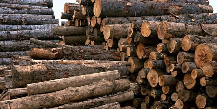 کشف ۱۷۰۰ کیلوگرم چوب گردوی بدون مجوز حمل در سرخه