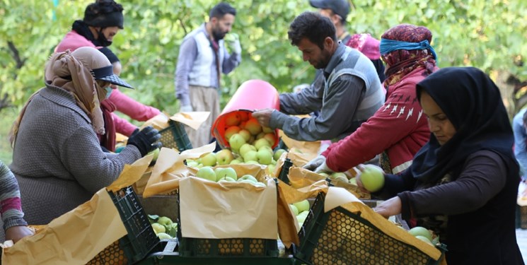 صادرات سیب آذربایجان‌غربی به روسیه و قزاقستان با کشتی اختصاصی