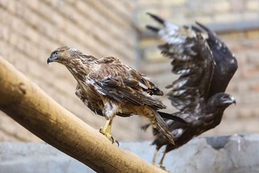 رها سازی پرندگان شکاری در طبیعت قم