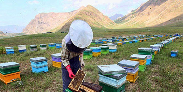برداشت بیش از 3 هزار تن عسل از کندوهای مراغه/ صادرات 70 درصد عسل مراغه