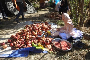 عکس| جشنواره انار در روستای انبوه عمارلوی گیلان