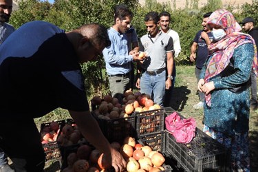 عکس| جشنواره انار در روستای انبوه عمارلوی گیلان
