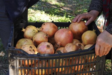 عکس| جشنواره انار در روستای انبوه عمارلوی گیلان