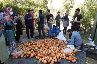 عکس| جشنواره انار در روستای انبوه عمارلوی گیلان