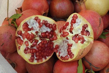 عکس| جشنواره انار در روستای انبوه عمارلوی گیلان