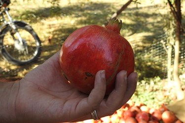 عکس| جشنواره انار در روستای انبوه عمارلوی گیلان