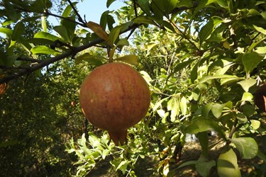 عکس| جشنواره انار در روستای انبوه عمارلوی گیلان