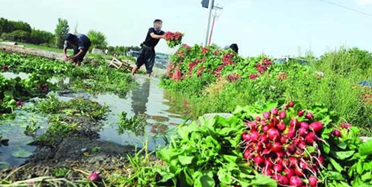 دستور ضرب‌العجل دادستانی برای امحای سبزی‌های آبیاری شده با فاضلاب در کرمانشاه