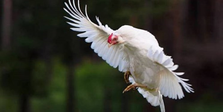 «مرغ» از سفره‌های مردم پَر می‌کشد/ مسئولان: مصوبه‌ای برای افزایش قیمت ابلاغ نشده است