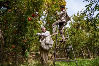برداشت انار  از باغات قصردشت شیراز در فصل پاییز، از اواسط مهر ماه آغاز و تا اواخر آبان ماه بسته به شرایط آب و هوایی این منطقه دارد طول می کشد.