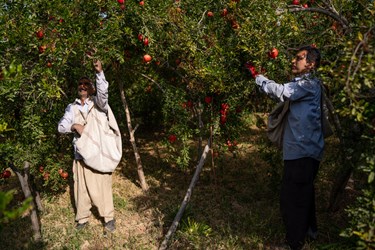 کارگران فصلی مشغول برداشت انار محله قصردشت شیراز هستند.