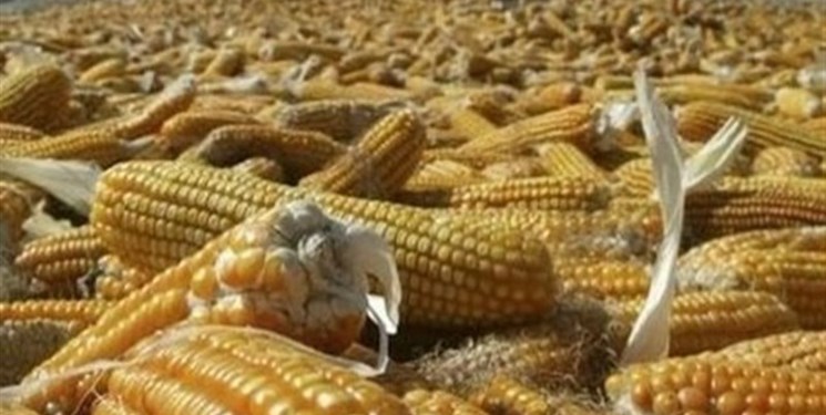 ۲۰ هزار تن ذرت آلوده در گمرک خوزستان مرجوع شد/ اجازه ترخیص ۴۲۰۰ تن برنج وارداتی‌ فاقد استاندارد را ندادیم