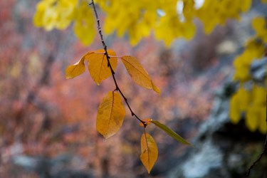دنیا یعنی مَحاسِن پاییز