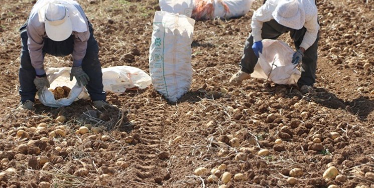 بیم‌ها و امیدهای سیب‌زمینی‌کاران کردستانی/کشاورزان: خرید تضمینی راهکار رفع دغدغه تولید