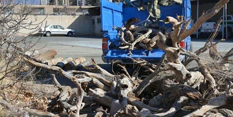 بیش از ۲۵ تن چوب «تاغ» قاچاق در سمنان کشف شد