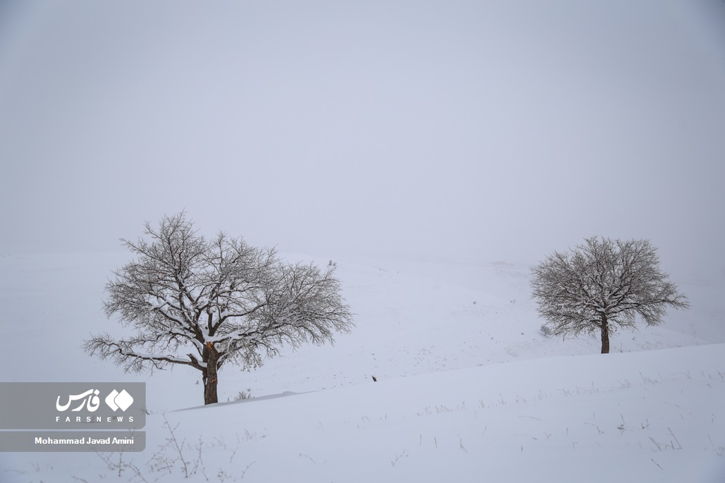 رنگ زیبای سفید روی تن دشت