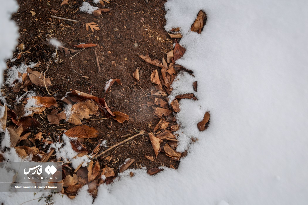 طبیعت زیبای قزوین سفیدپوش شد