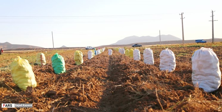 برداشت بیش از ۸۰ هزار تن سیب زمینی از مزارع آذربایجان‌غربی