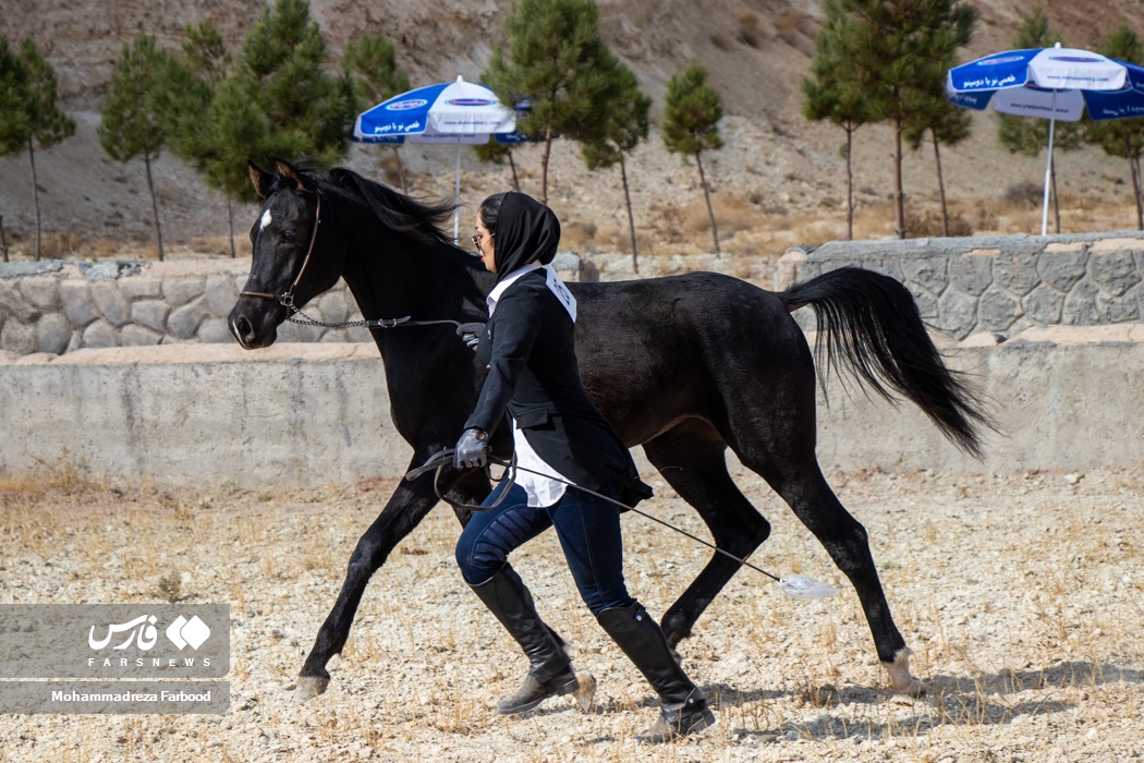 دومین جشنواره زیبایی اسب عرب