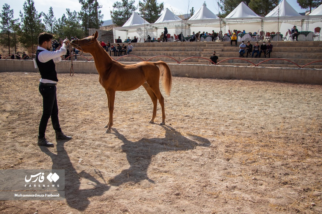 دومین جشنواره زیبایی اسب عرب