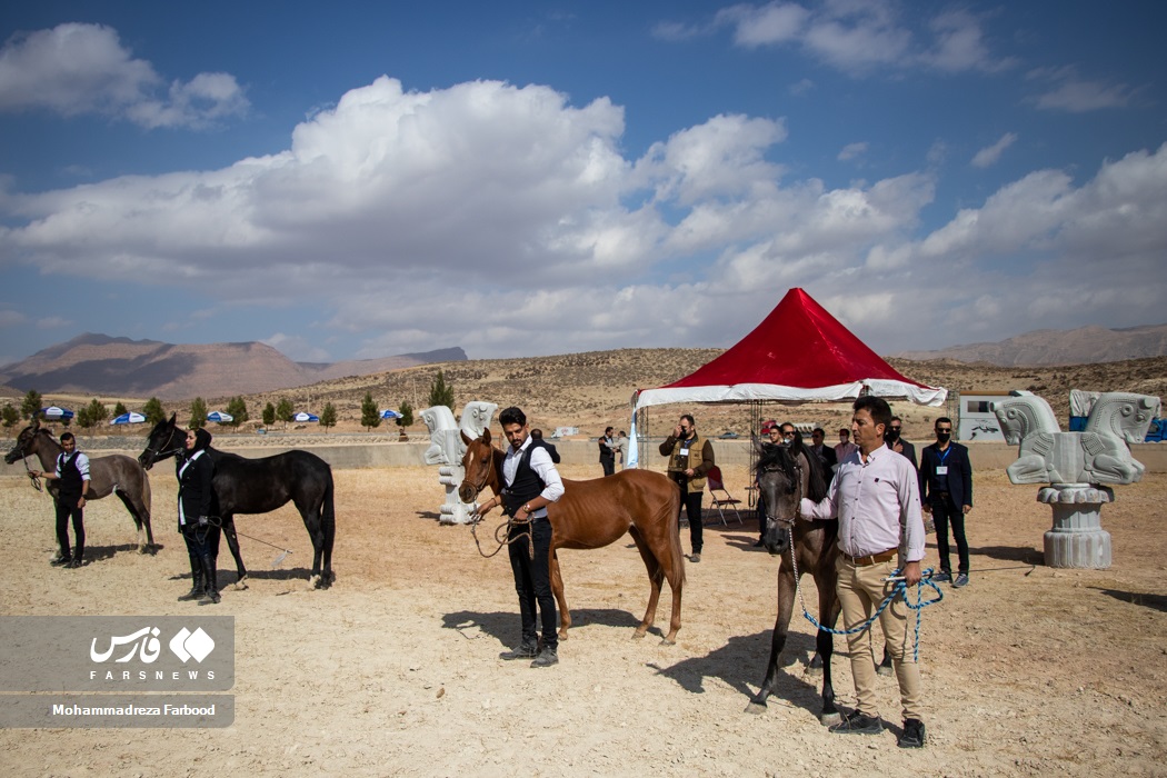 دومین جشنواره زیبایی اسب عرب