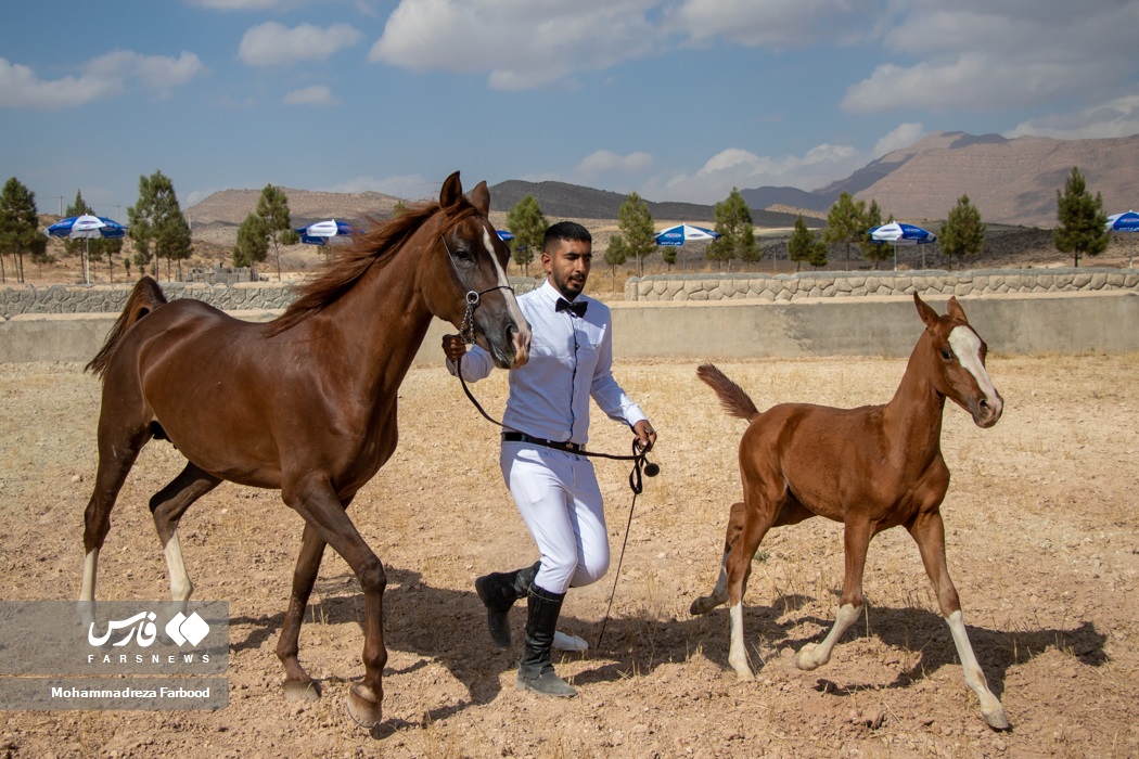 دومین جشنواره زیبایی اسب عرب