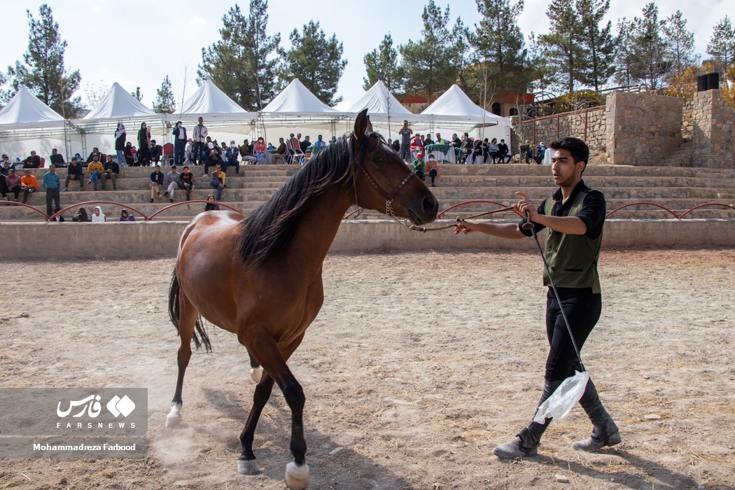 دومین جشنواره زیبایی اسب عرب