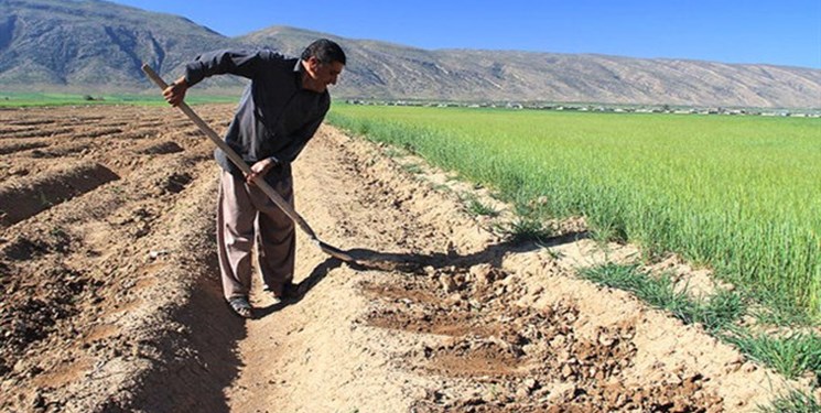 تعاون روستایی کرمانشاه میدان‌دار کشت قراردادی؛ تاکنون ۱۸۴ کشاورز ثبت‌نام کرده‌اند