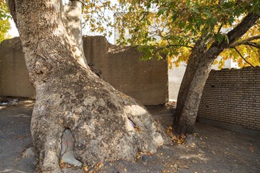 درخت قدیمی چنار شهر خامنه که با عمر 1700 ساله یکی از قدیمی‌ترین درختان چنار جهان به شمار می‌رود.