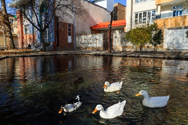 اردک‌ها در حال شنا درون استخر شهر دریان هستند.