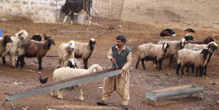 یک روز با عشایر چم‌شیر گچساران| وقتی عشایر از کمک مسئولان قطع امید می کنند/از درد آب تا رنج علوفه