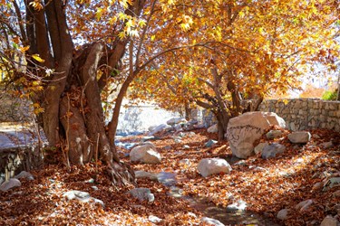 فصل هزار رنگ پاییز در «دلفارد»