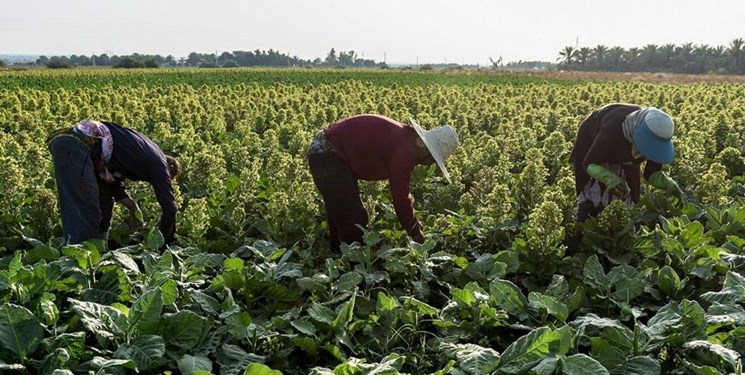 آغاز فصل تنباکو در بوشهر/ خرید از کشاورز فقط با مجوز+عکس