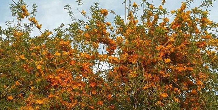 پرپوک؛ گونه‌ای نادر که جزو زیباترین درختان جهان است