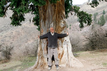 قطر برابر سينه اين درخت بيش از يك متر است 