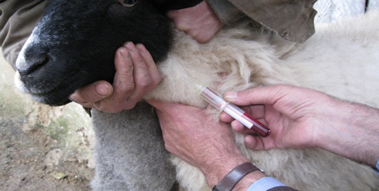 مایه کوبی بیش از 65 هزار راس گوسفند و بز علیه بیماری تب برفکی در «دره‌شهر»