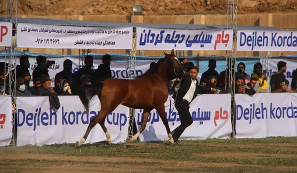 مسابقات زیبایی اسب اصیل عربی در شوشتر