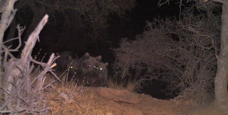 حمله شبانه خرس‌های گرسنه به یک روستا در مرودشت/ تلاش برای زنده‌گیری خرس‌ها