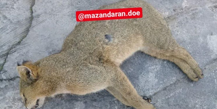تلف شدن یک قلاده گربه وحشی در آمل