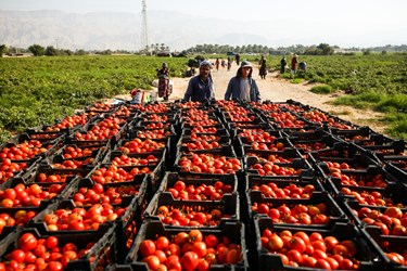 استان بوشهر با داشتن بیش از 11هزار و 200 هکتار اراضی زیر کشت گوجه‌فرنگی و برداشت سالانه افزون‌بر 580 هزار تن به عنوان قطب تولید این محصول در فصل سرما معرفی شده است/ دشتستان بوشهر