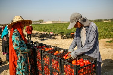 آغاز برداشت گوجه فرنگی  در بوشهر / دشتستان بوشهر