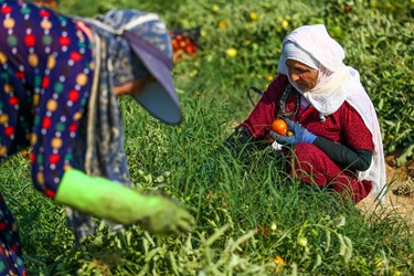 برداشت گوجه فرنگی در دمای خنک انجام شود، اوایل صبح زمان مناسبی برای برداشت است/ دشتستان بوشهر