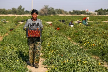 کشاورز بوشهری گوجه‌کار / دشتستان بوشهر