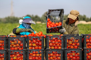 آغاز برداشت گوجه فرنگی  در بوشهر / دشتستان بوشهر